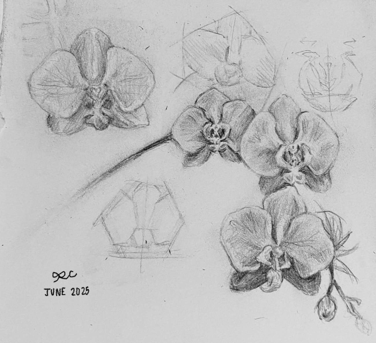 Graphite studies of flowers, petals, and clustered leaves.